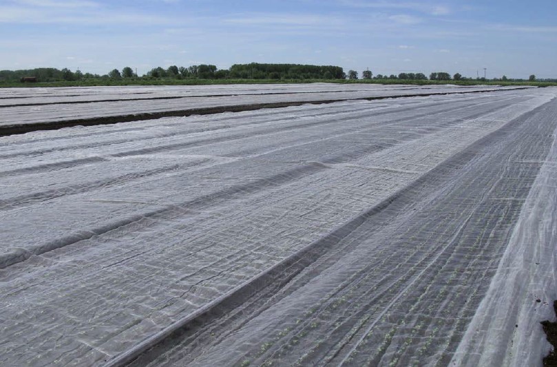 Radish crop field covered in fine mesh netting to exclude cabbage root fly